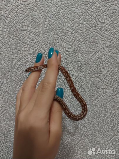 Маисовый полоз