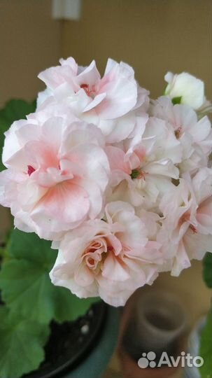 Пеларгонии кoллeкционные - черенки