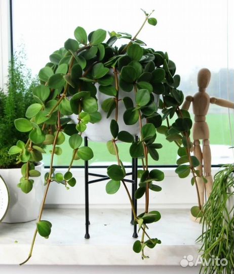 Пеперомия Хоуп