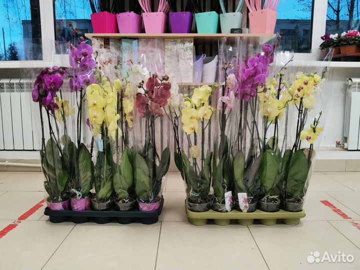 Орхидея фаленопсис