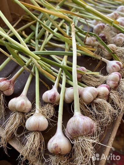 Чеснок эко продукт урожай 2023 года