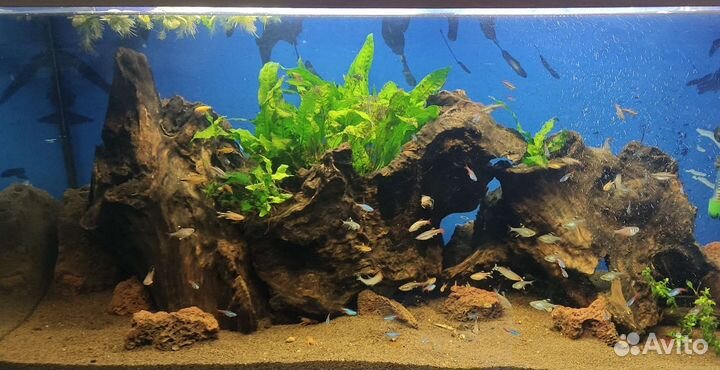 Обслуживание аквариумов