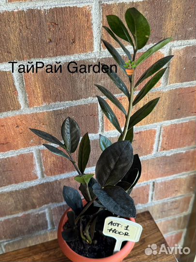 Замиокулькас черный равен