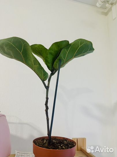 Фикус лирата 30 см