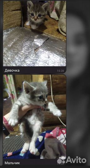 Котята в добрые руки