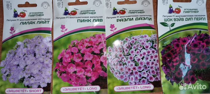 Петуния Тайдал, Изи Вейв, Опера, Шок Вейв