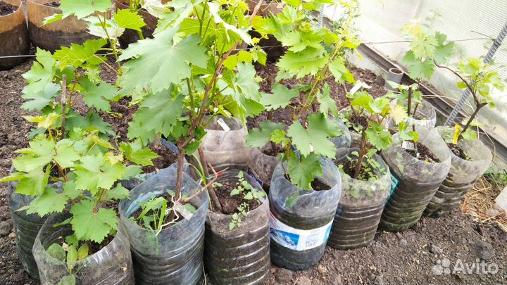 Саженцы и черенки винограда
