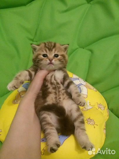 Шотландские вислоухие котята, разного окраса