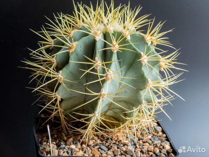 Кактус Ferocactus glaucescens