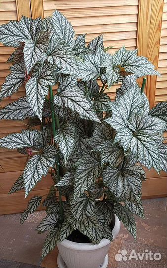 Бегония Кейн тростниковая