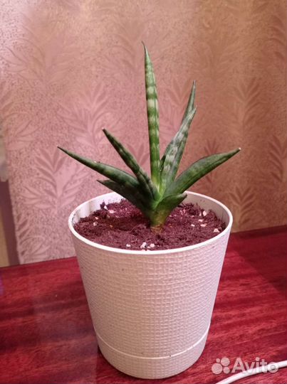 Сансевиерия сортовая