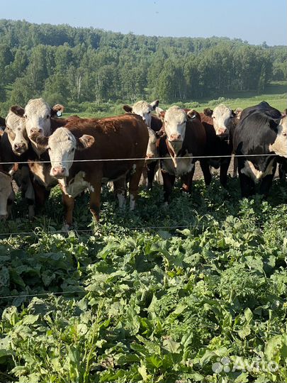 Продам нетелей породы герефорд