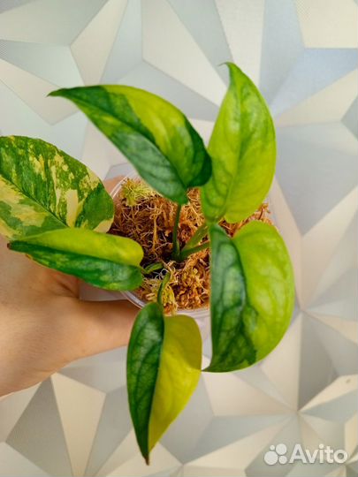 Moнcтepа Сильтeпекана с жeлтой вaриегатнocтью