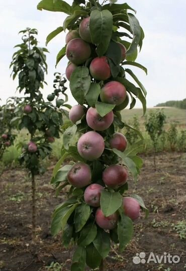 Колоновидные яблони и доугое )