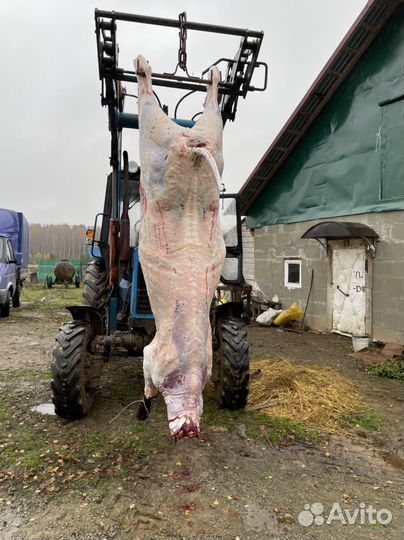 Забойщик скота