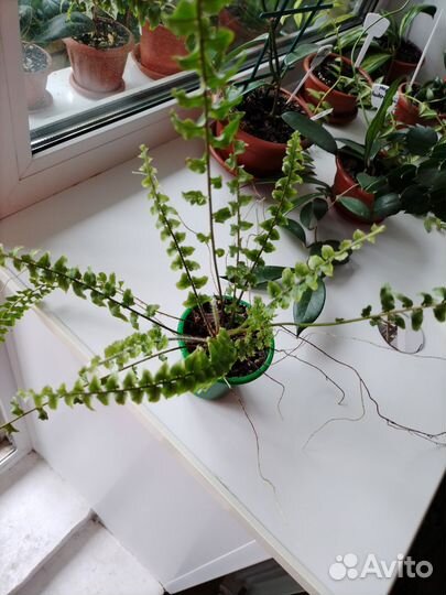 Гибискус китайская роза