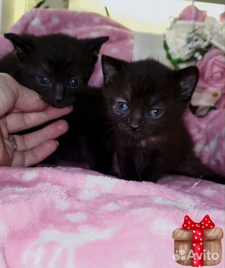 Кукольные сиамские малыши,голубоглазки