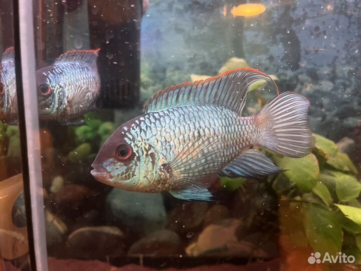 Нанакара блю пара