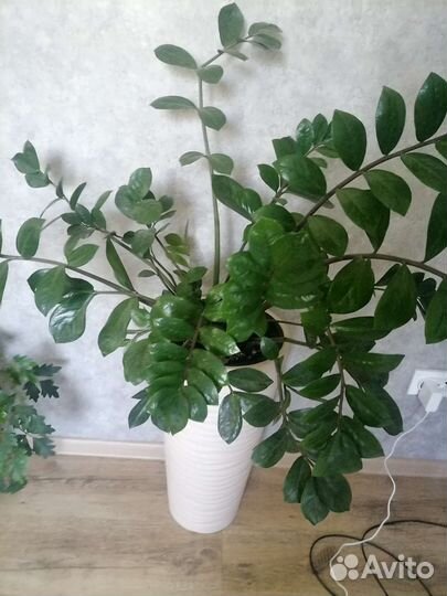 Цветы для дома, офиса