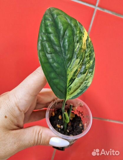 Монстера карстенианум вариегатная