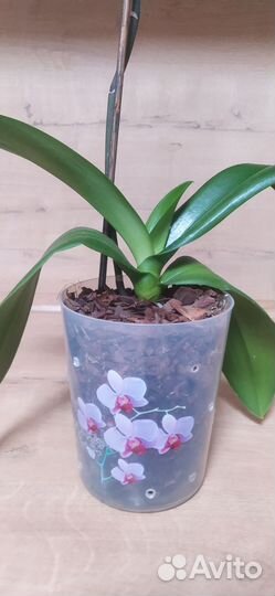 Орхидея фаленопсис