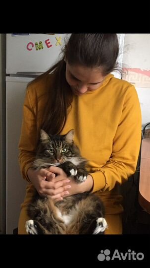 Отдам кота в добрые руки