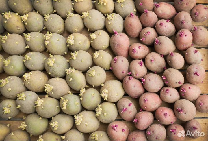 Картофель на семена