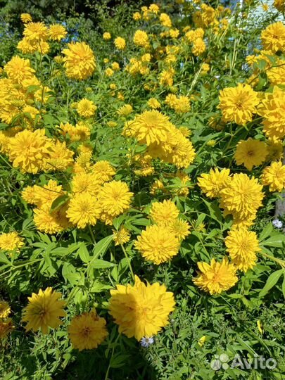 Многолетники цветущие в августе