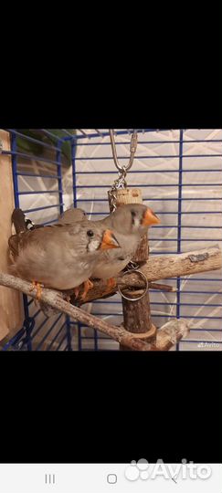 Зебровые амадины