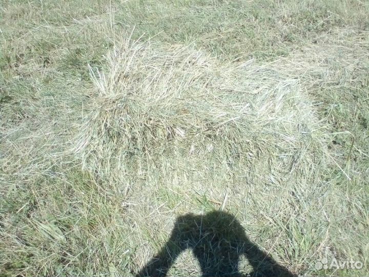 Сено луговое в тюках