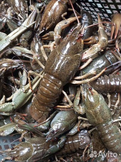 Рачки живые