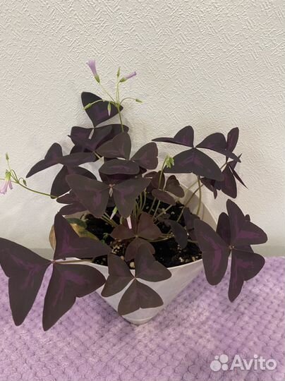 Цветок на 1 сентября Кислица/Оксалис