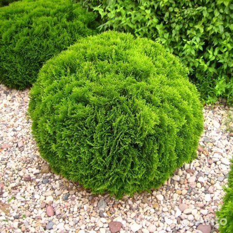 Туя шаровидная Даника