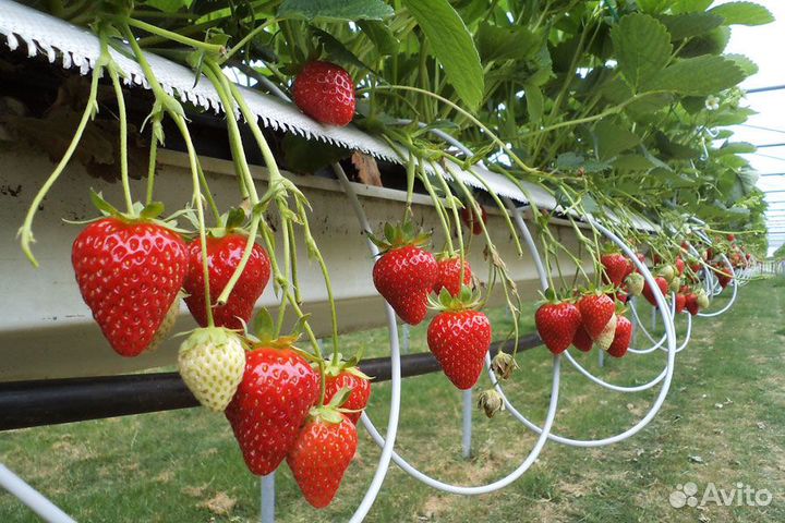 Рассада клубники Мурано