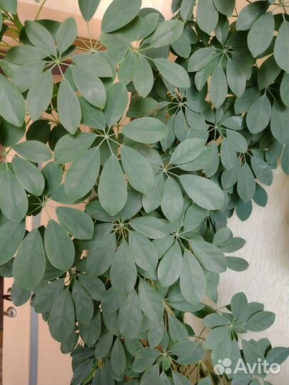 Комнатные цветы шефлера