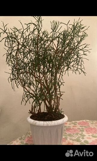 Хатиора Серосовая (Рипсалис) 