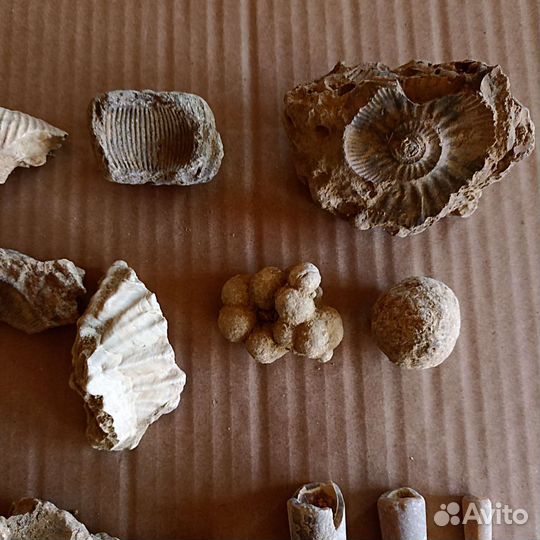 Коллекция окаменелостей