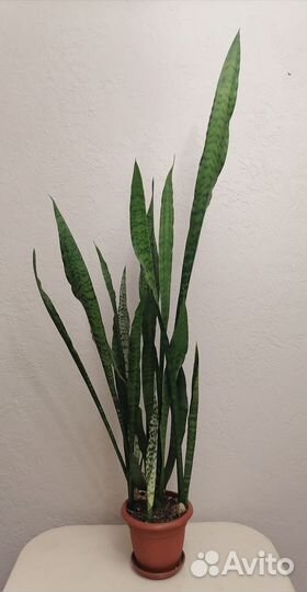 Сансевиерия