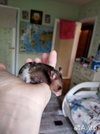 Сирийский хомяк
