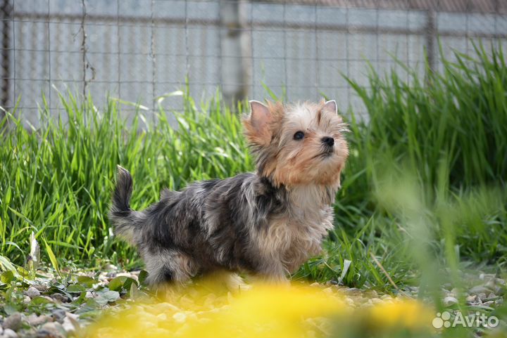 Цветной Йорк, девочка