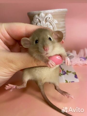 Крысята Дамбо девочки и мальчики. Крыса. Доставка