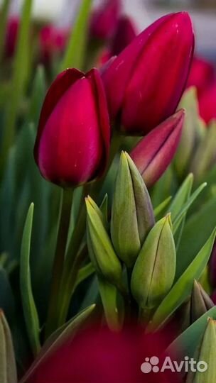 Тюльпаны