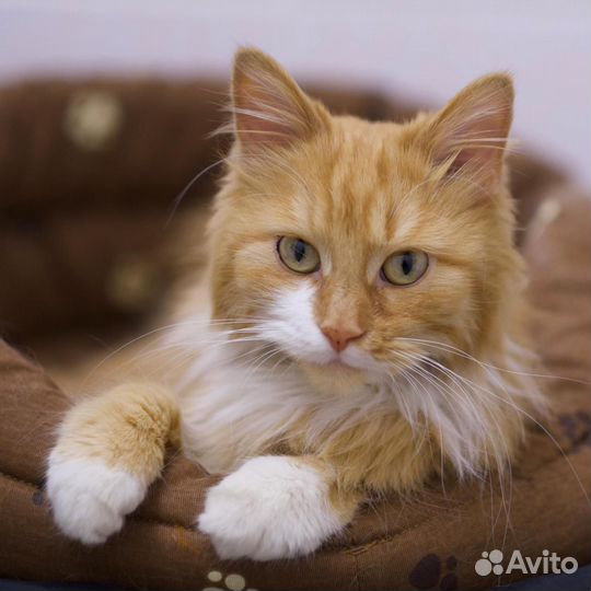Рыжая кошка