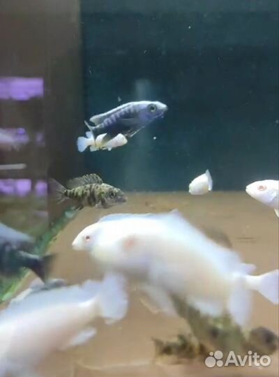 Малавийские цихлиды Аквариумные рыбки в ассорти