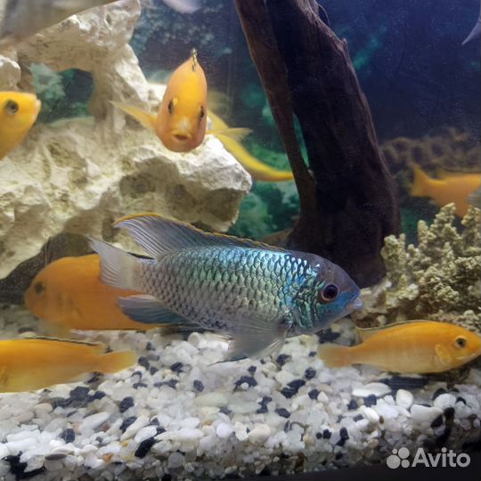 Аквариумные рыбки цихлиды
