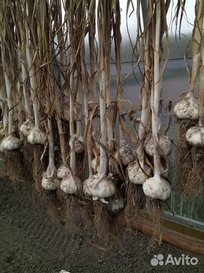 Яровой чеснок