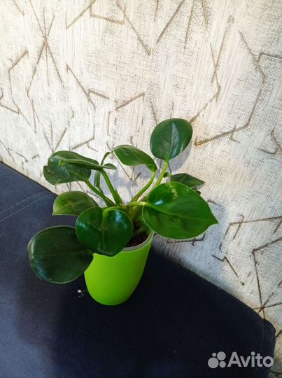 Комнатные растения