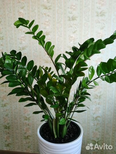 Замиокулькас