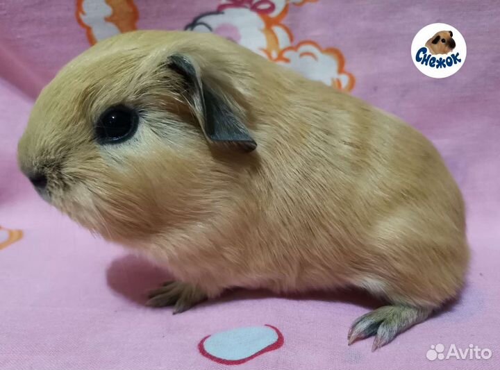 Морские свинки