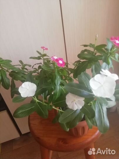 Катарантус